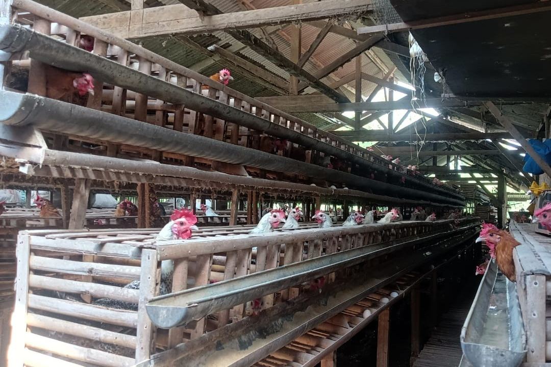 Ayam Arab salah satu potensi yang dimiliki Desa Kalidawir