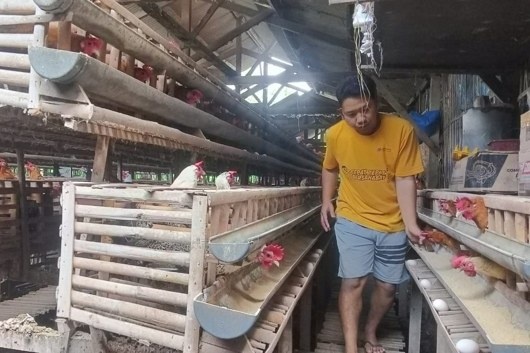Salah satu peternak Ayam Arab yang ada di Kalidawir