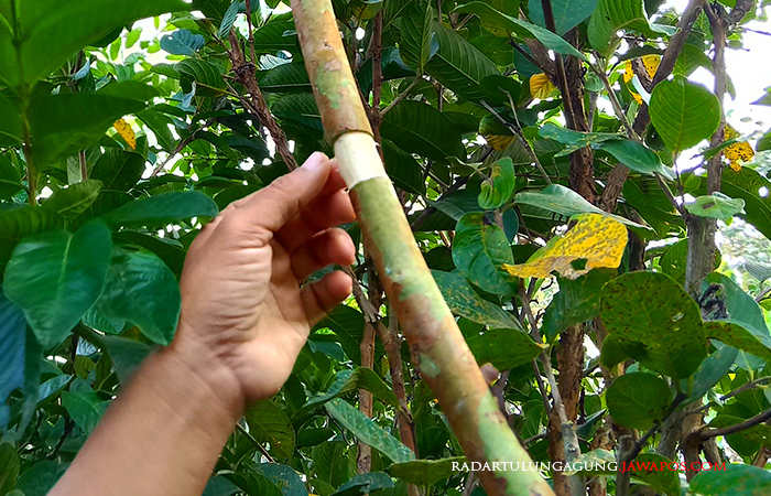 PROSES : Cangkok menjadi salah satu teknik untuk budi daya tanaman buah.