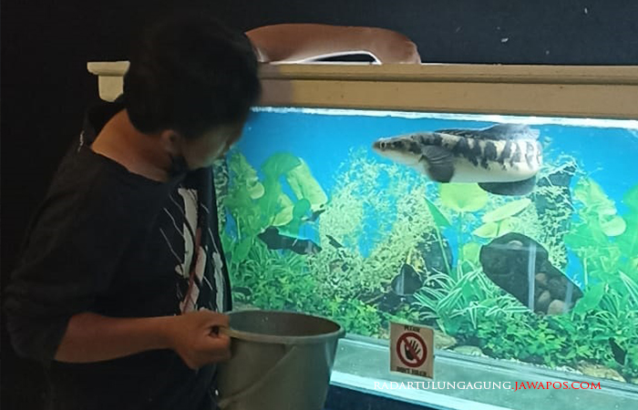 HARUS BERIZIN: Pekerja Garden Fish sedang memberikan makan pada ikan predator peliharaannya.