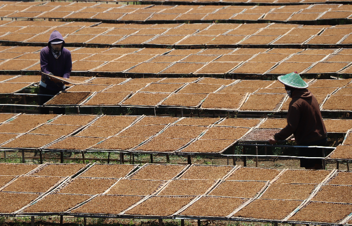 BERJEJER : Petani di Desa Wates Kecamatan Campurdarat saat menjemur tembakau hasil panennya, Senin (4/9).