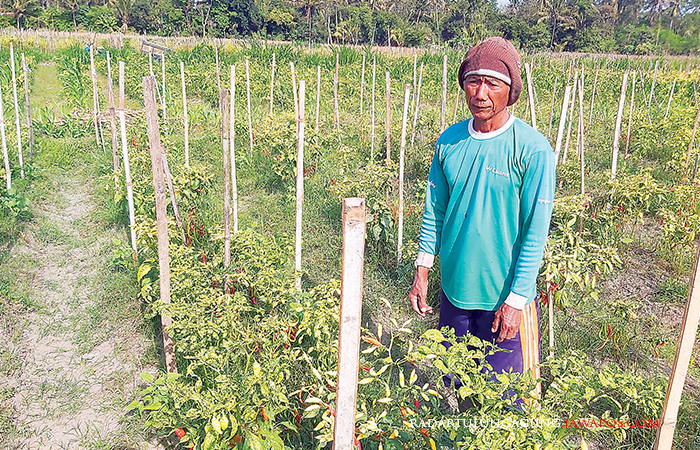 PASRAH: Petani cabai di Desa Purwokerto, Kecamatan Srengat sedang menunjukan tanaman cabainya yang terdampak musim kemarau.