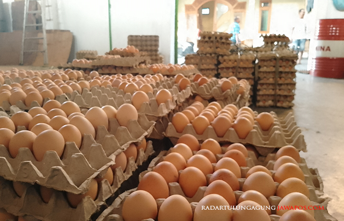 BELUM STABIL: Stok telur ayam di peternak belum dapat dipasarkan lantaran harga di pasaran masih sangat rendah.