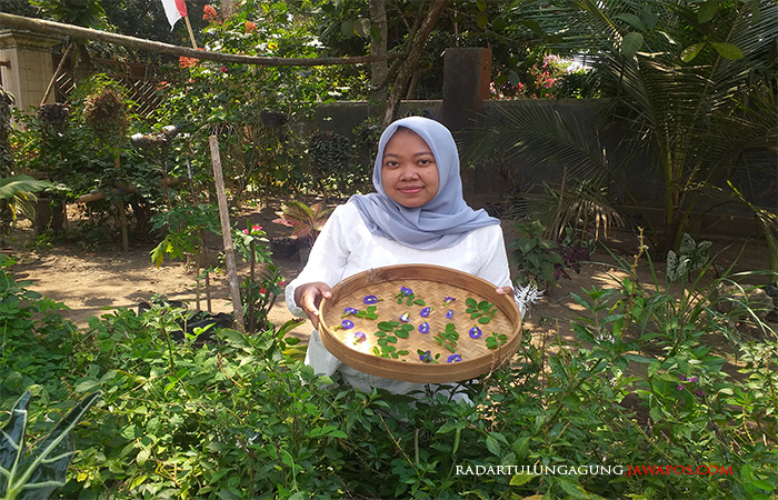 ALAMI: Erly menunjukkan berbagai jenis tanaman miliknya. Bunga Telang bermanfaat untuk mengobati diabetes.