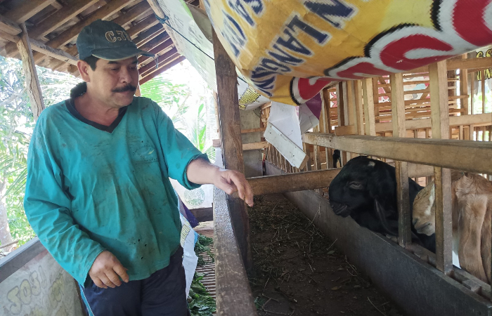 ISI WAKTU LUANG: Sekdes Kalibatur, Kayani, menekuni usaha ternak kambing Jawa di samping rumahnya.