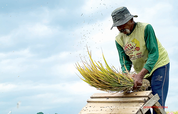 TERIK: Petani di Kelurahan Ngadirejo, Kecamatan Kepanjenkidul, menggeblok padi pekan lalu. Meski wilayah kota, lahan pertanian tetap dipertahankan.
