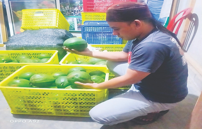 HARUS TELITI: Muhammad Iskandar melihat buah yang telah dipanen di kebun alpukad aligator miliknya.