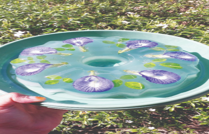 KREATIF: Kreasi kuliner dari bunga telang yang bisa dipakai untuk puding.