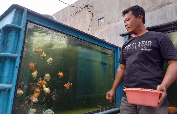 LEMBUT: Minto pada saat menunjukkan ikan maskoki hasil budidayanya.