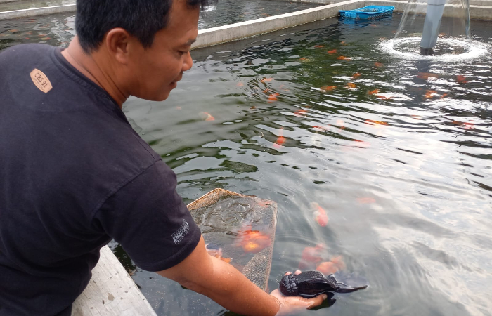 Minto melakukan sortir ikan mas koki di kolam budidayanya di Desa Wajak Lor, Kecamatan Boyolangu, Tulungagung.