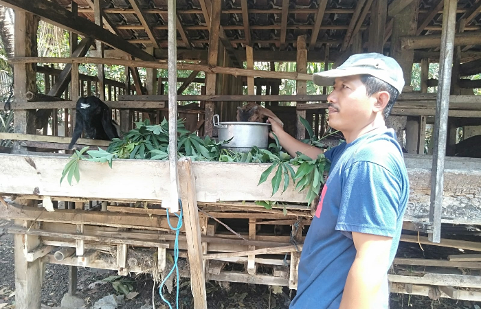 HOBI LAMA: Suwito rutin memberi pakan kambing peliharaan di samping rumahnya.
