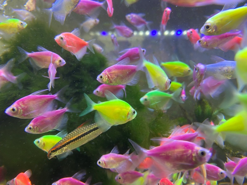 BERPIJAR: Glofish, ikan yang belakangan ini sedang ramai jadi primadona pembeli lantaran warna mencolok dan perawatannya mudah.