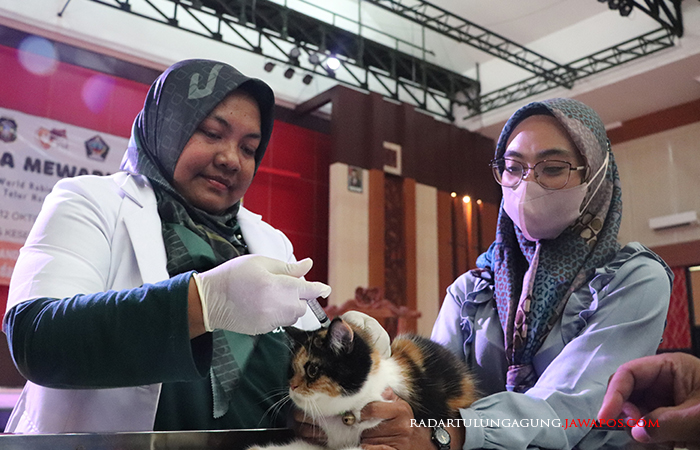 CEGAH RABIES: Dokter hewan menyuntikkan vaksin rabies pada kucing saat peringatan hari Anti Rabies.