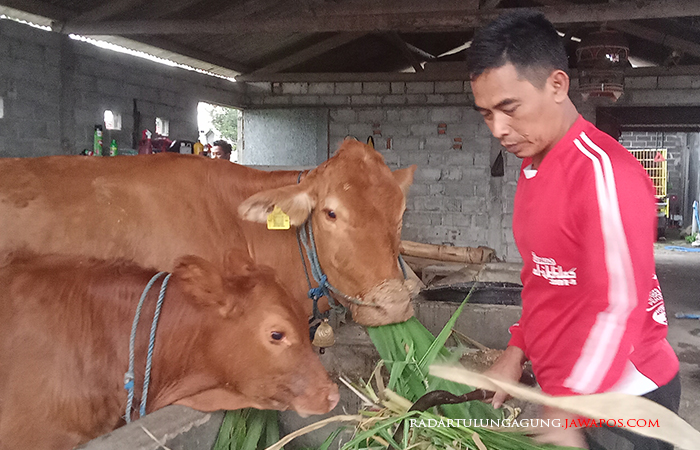 SAPI MERAH: Peternak sapi sedang memberikan makanan ke sapi peliharanya, serta memberikan asupan bergizi agar sapi tetap sehat.