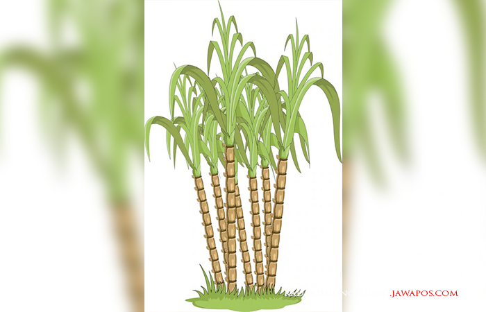 Ilustrasi tebu