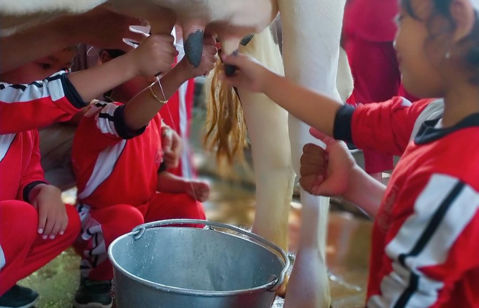 Sejumlah anak sedang belajar memeras susu saat berwisata ke Kampung Susu Dinasty Tulungagung.