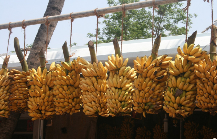 Pisang, salah satu komiditas hortikultura yang mampu mendatangkan pundi-pundi rupiah.