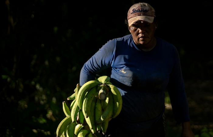Seorang petani pisang.