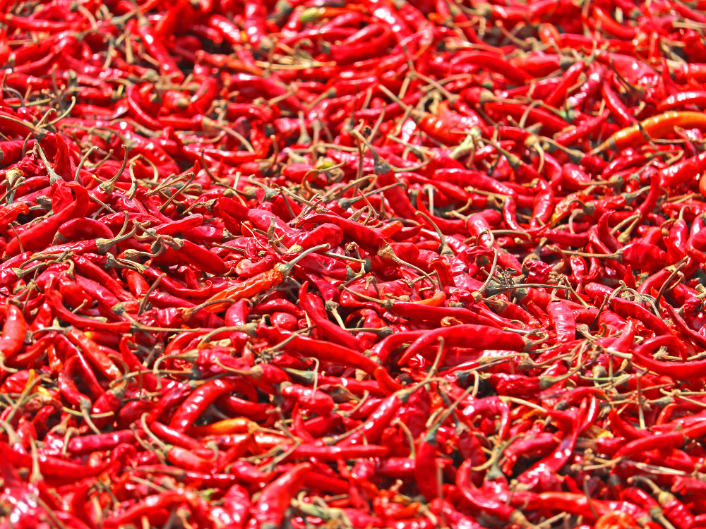 Harga cabai merah besar makin anjlok di Tulungagung.