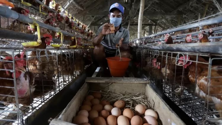 Ilustrasi peternak ayam petelur.