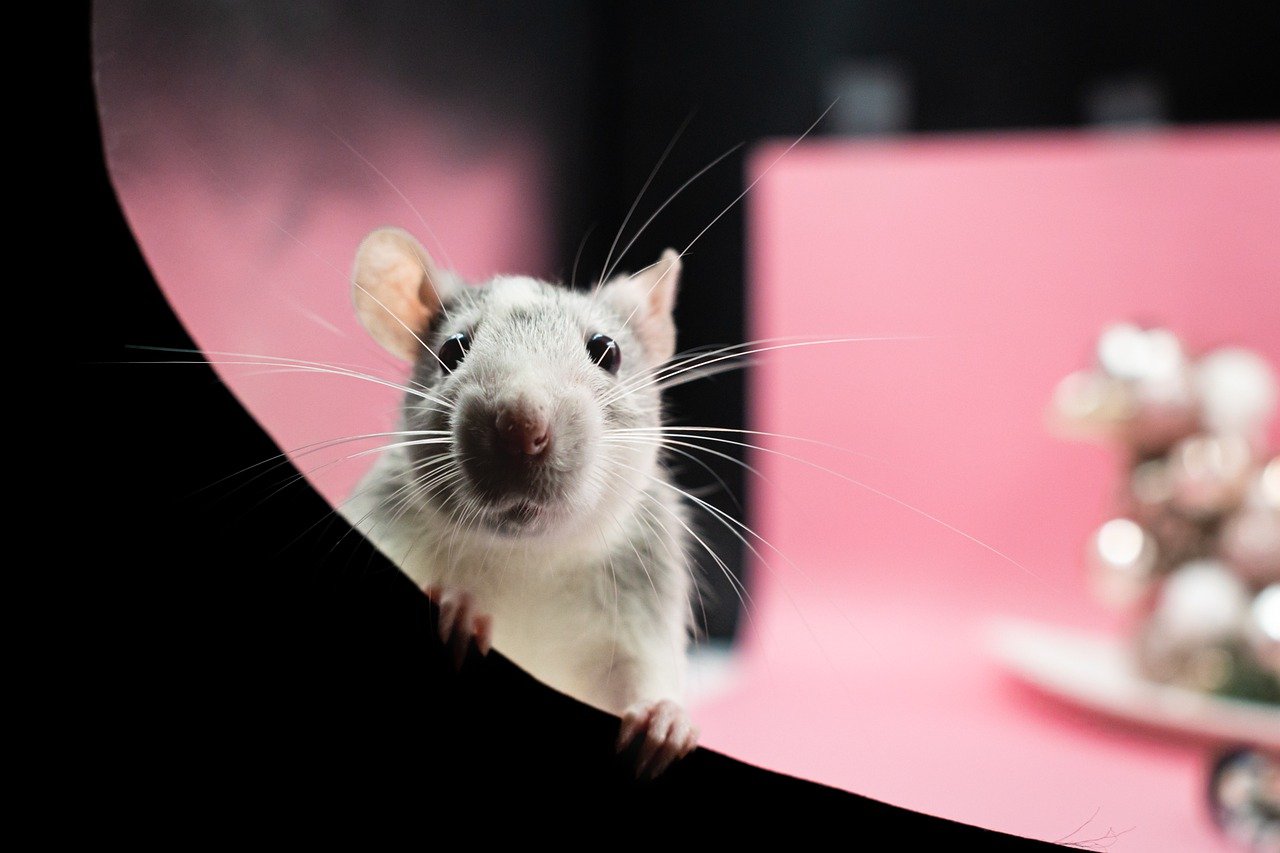 ilustrasi leptospirosis