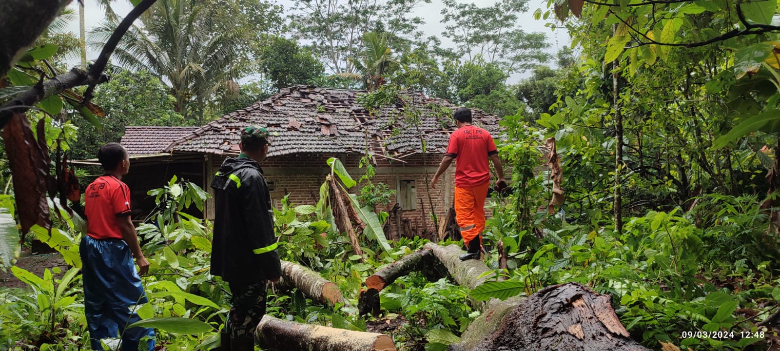 TAK ADA KORBAN JIWA: Tim gabungan berupaya membersihkan pohon petai yang tumbang menimpa rumah warga, Sabtu (9/3).