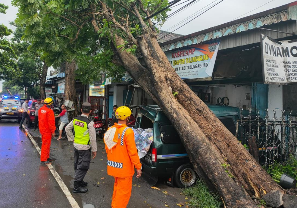 Pohon tumbang akibat cuaca buruk di Desa Rejoagung, Kecamatan Kedungwaru, Tulungagung.