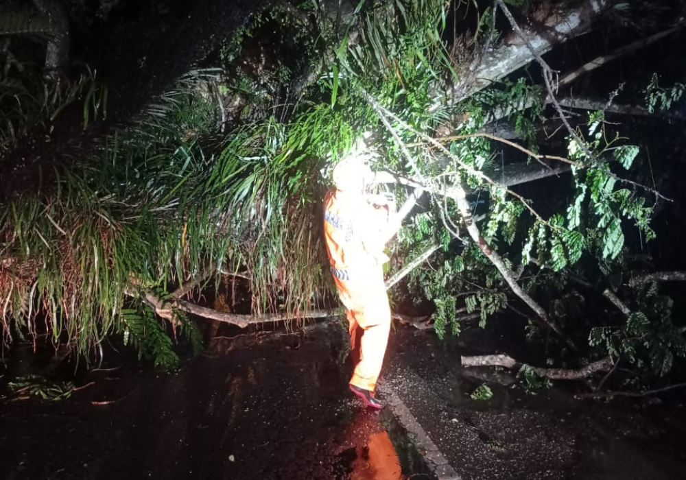 Pohon di tepi jalan di Desa Suruhan Kidul Kecamatan Bandung, Tulungagung, tumbang.