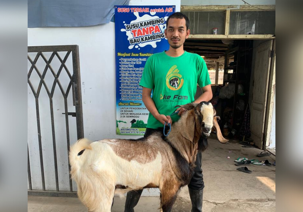 Ony Kurniawan, salah satu peternak kambing perah yang sukses asal Tulungagung.