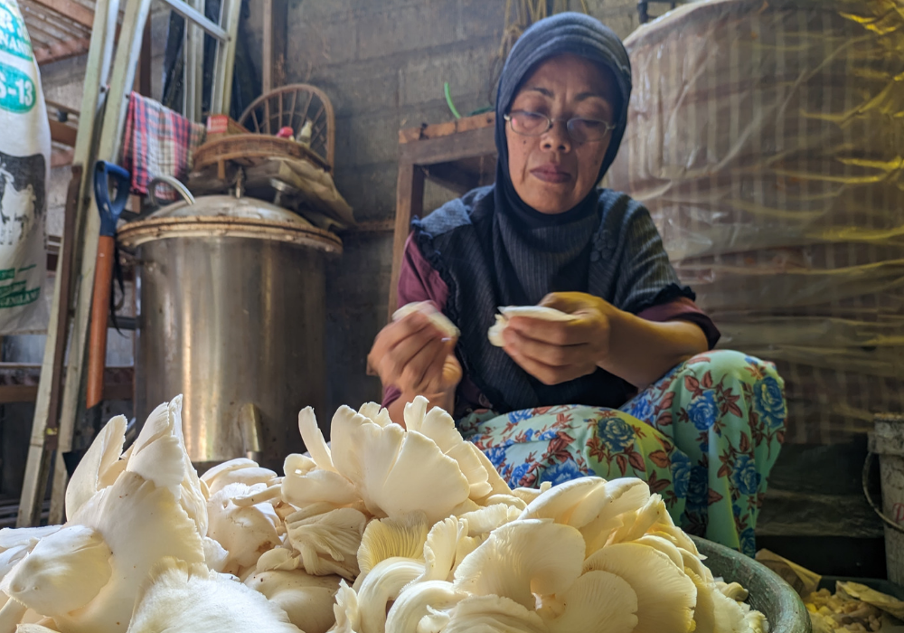 HATI-HATI: Pemotongan jamur tiram sebelum masuk proses penggorengan.