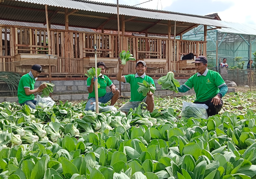 GEMBIRA: Para petani dusun Ngerawan ketika petik sayuran hasil pertanian.