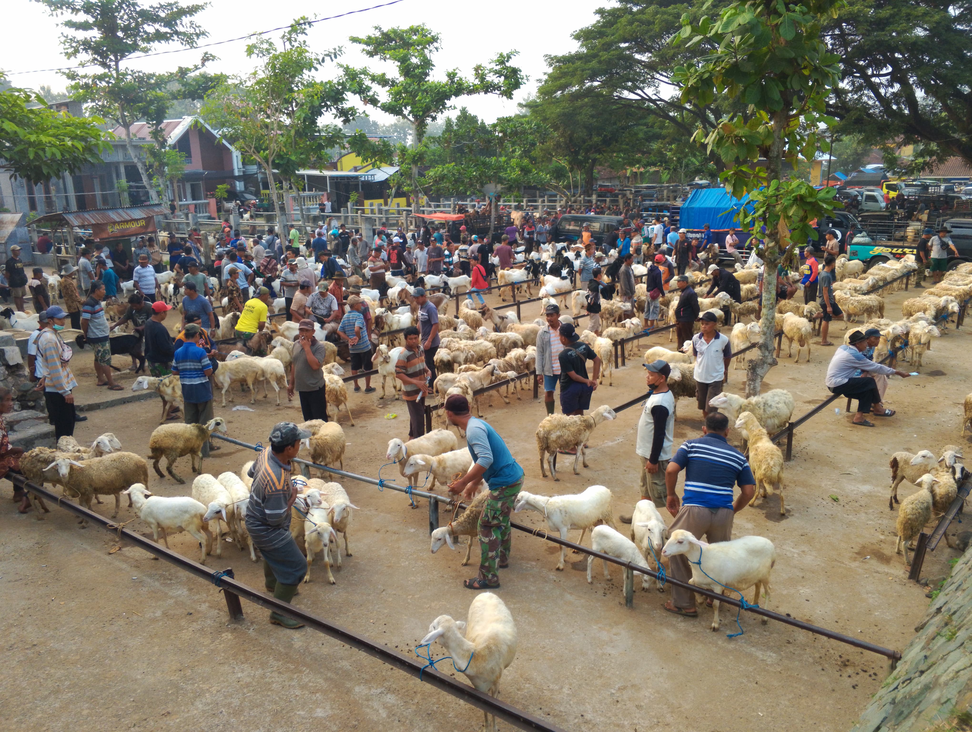 RAMAI: Suasana Pasar Hewan di Kelurahan Tamanan, Kecamatan Trenggalek.