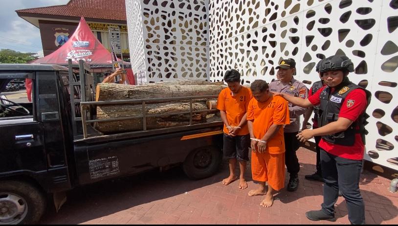 KAPOK: Polisi mengamankan dua pelaku ilegal loging beserta barang bukti kayu dan satu unit pikap