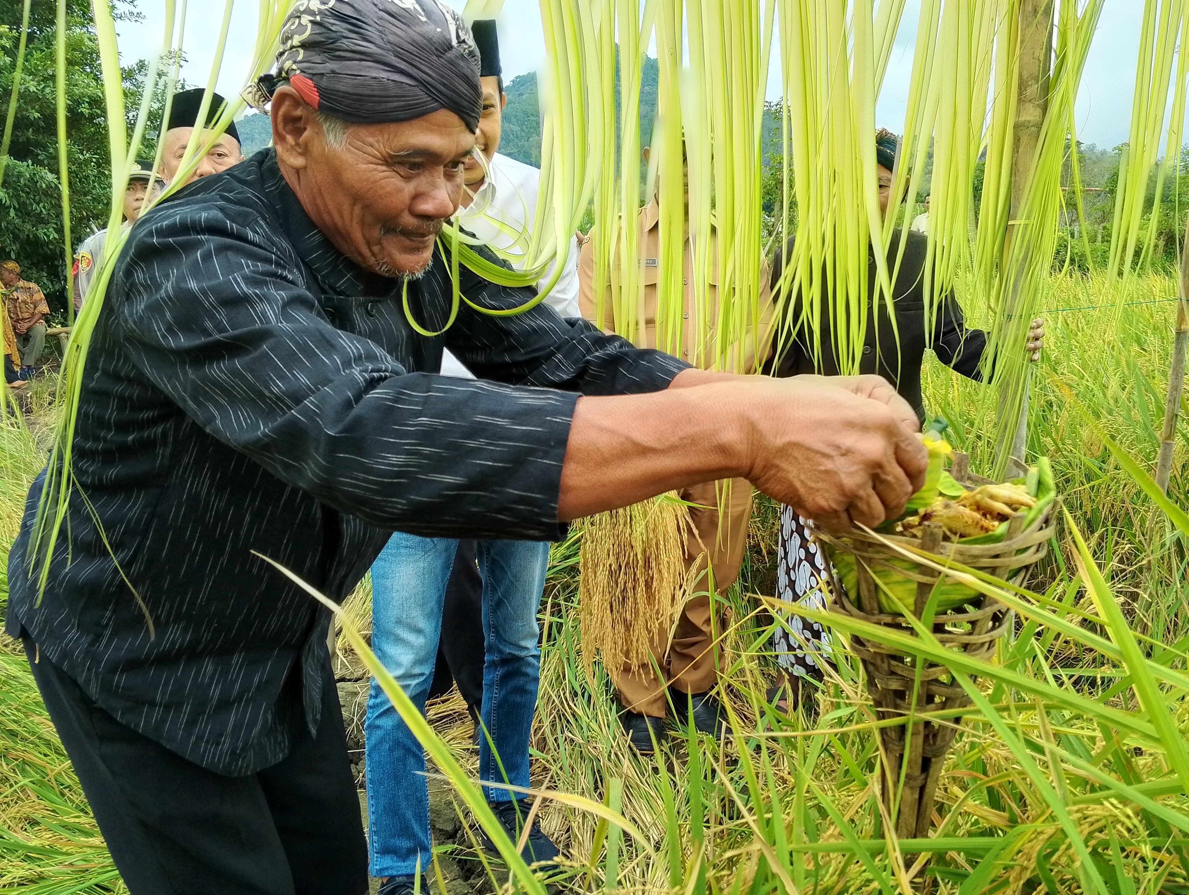 BUDAYA: Petani di Desa Wonoanti, Kecamatan Gandusari gelar Labuh Panen Padi Sehat Katobilan sebagai rasa syukur panen melimpah.