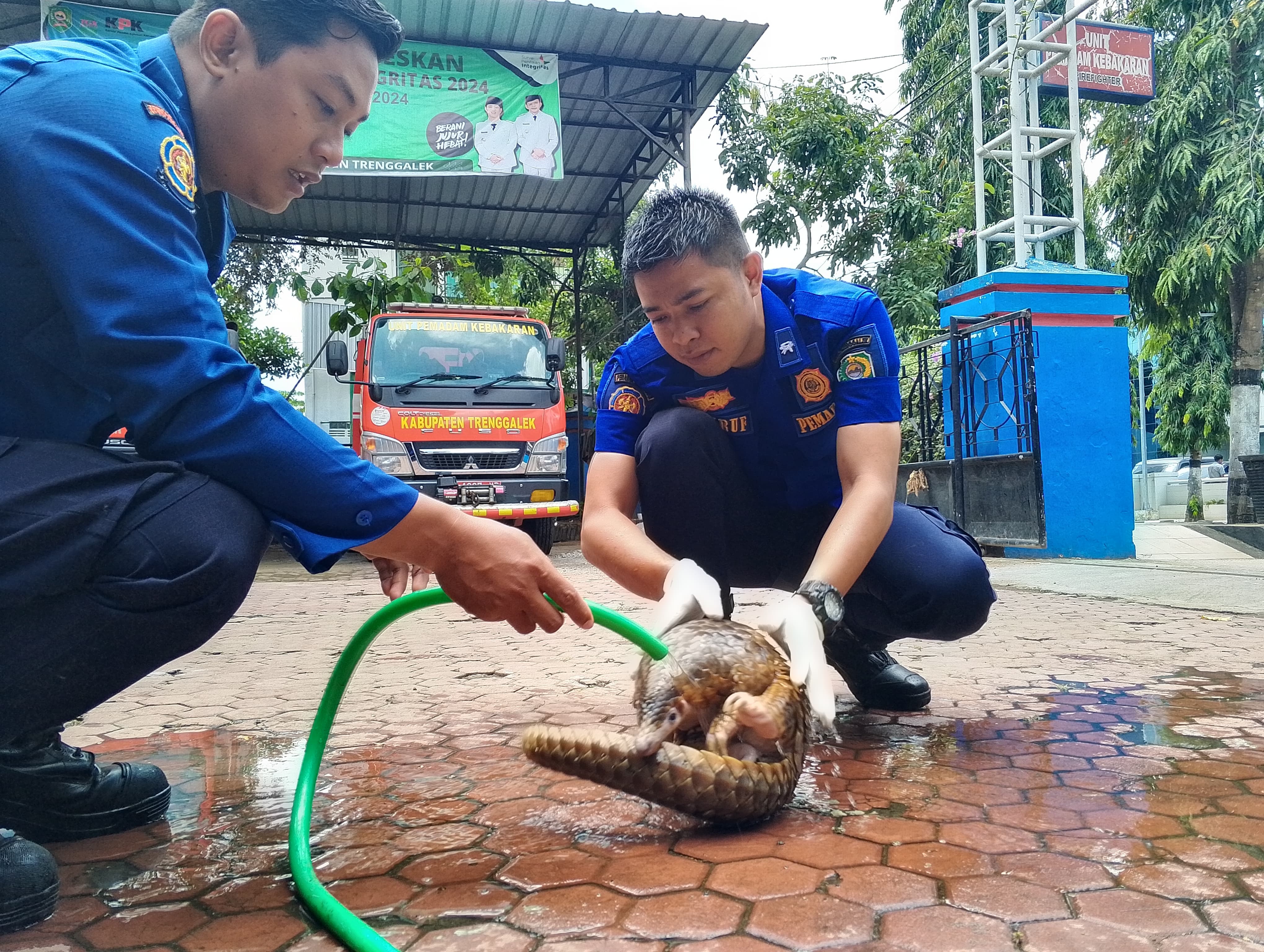 HATI-HATI:  Tim Satpol PPK Trenggalek membersihkan kotoran di tubuh trenggiling dengan menyemprot air.
