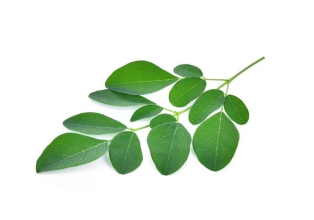 Daun Kelor
