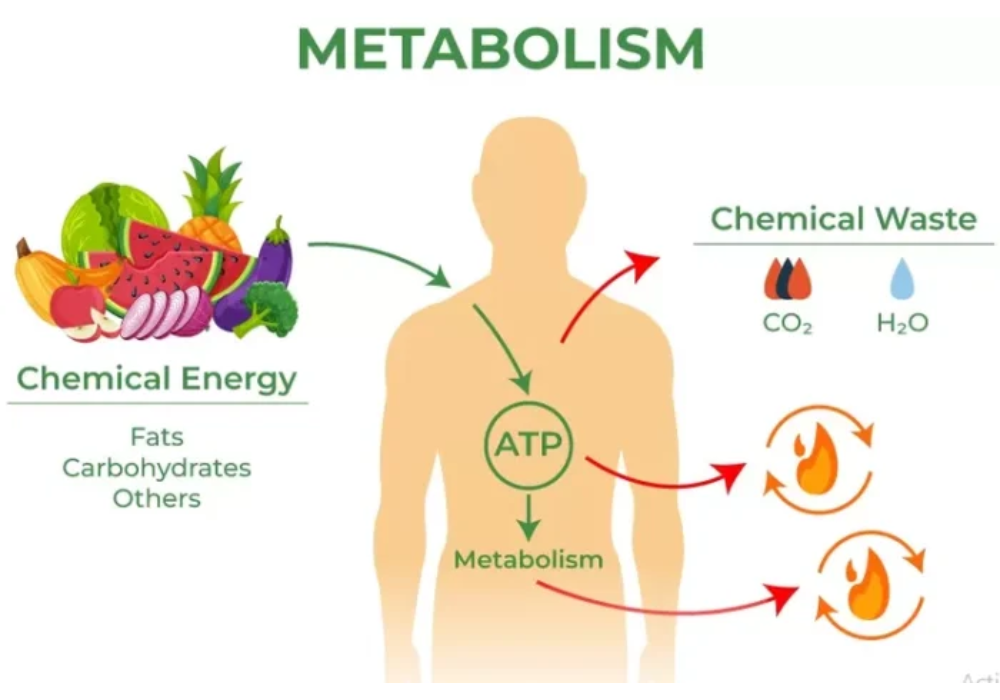 Metabolisme tubuh