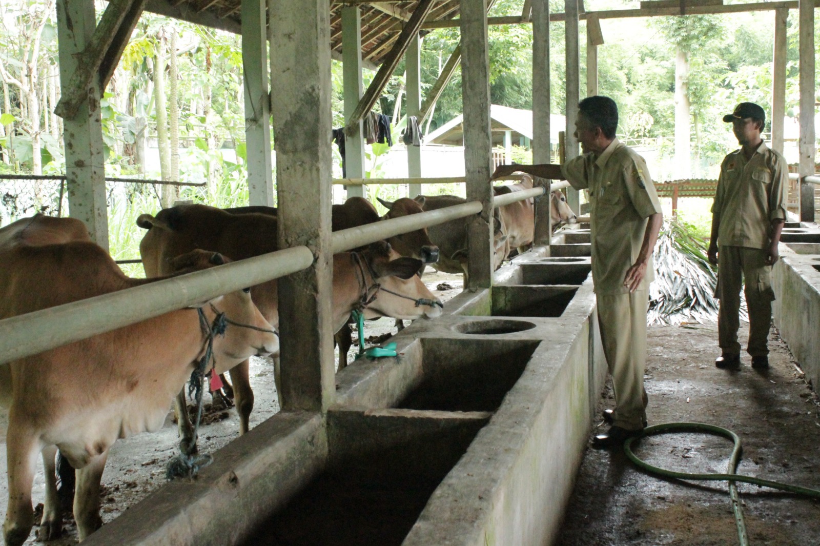 PERLU DISELAMATKAN: Spesies Sapi Galekan asli yang dikembangkan di UPT Pusbangnak. Kini kondisinya hampir punah.