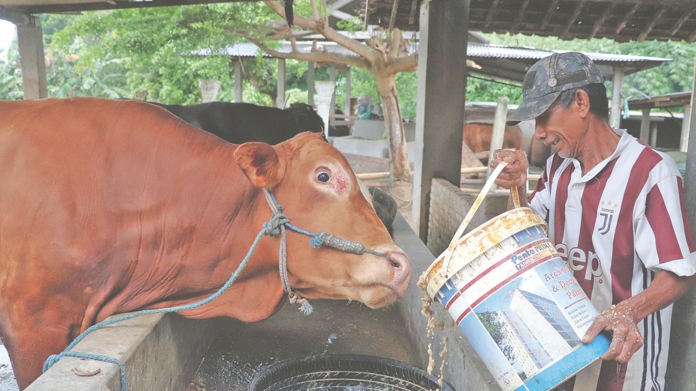 Peternak sapi di Kecamatan Gondang, Tulungagung, saat memberi pakan ternaknya.(YOGA DANY DAMARA/RADAR TULUNGAGUNG)