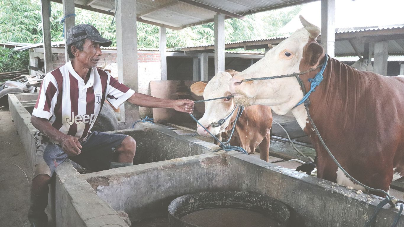 Seorang peternak saat memberi pakan sapi ternaknya di kandang.