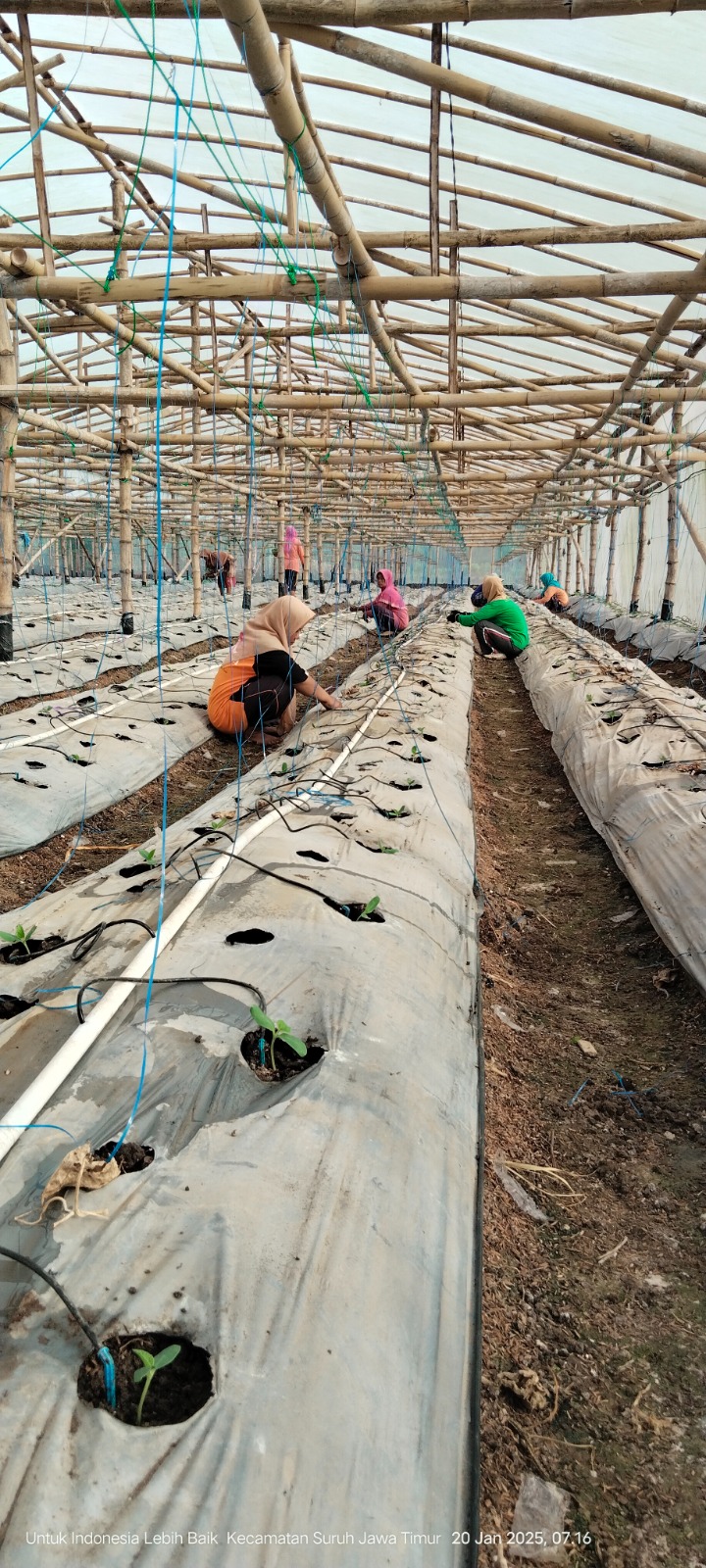 TELATEN: Sejumlah warga menanam melon dengan sistem greenhouse.