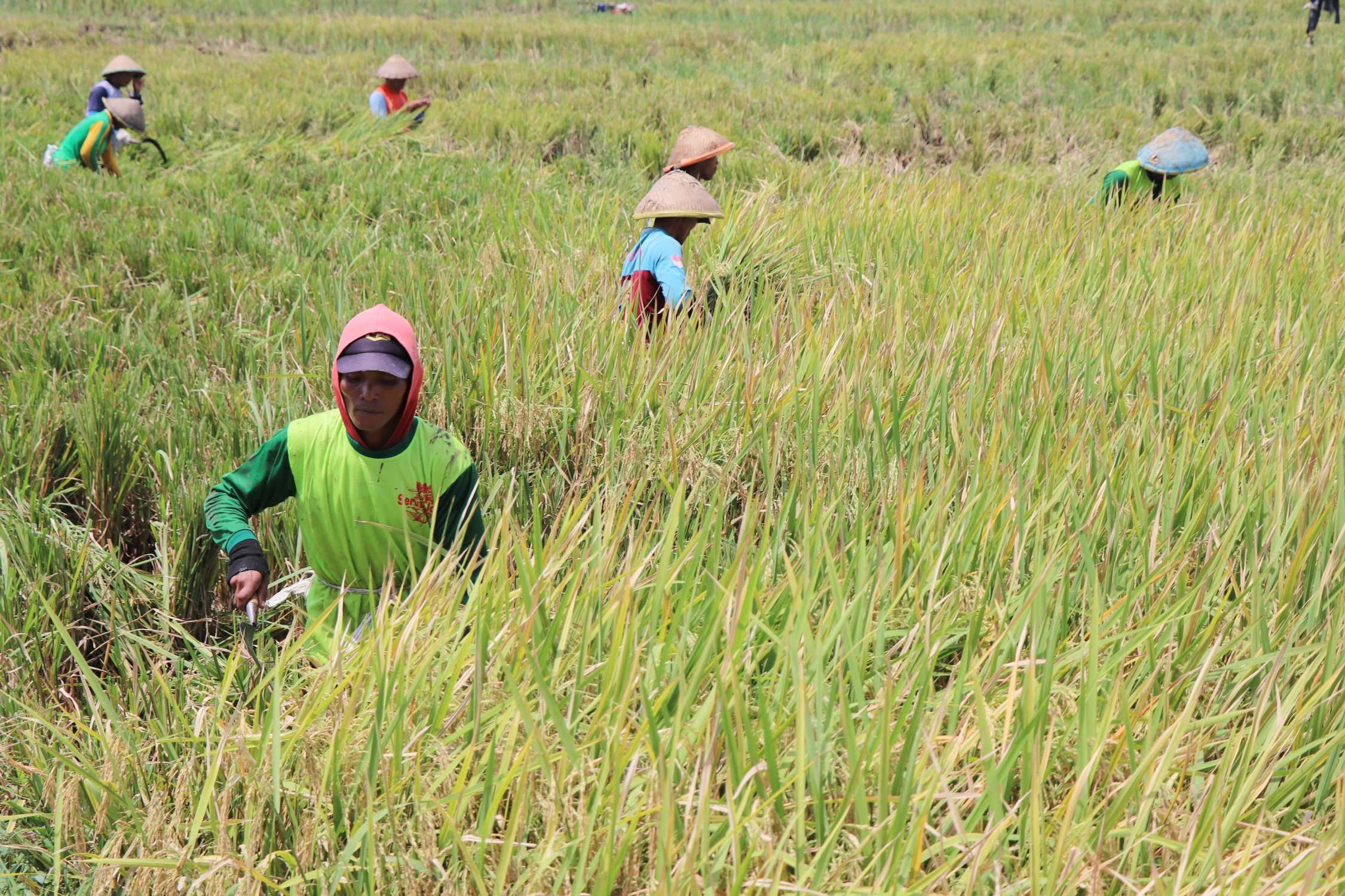 Petani di Tulungagung sedang memanen padi (YOGA DD/RADAR TULUNGAGUNG)