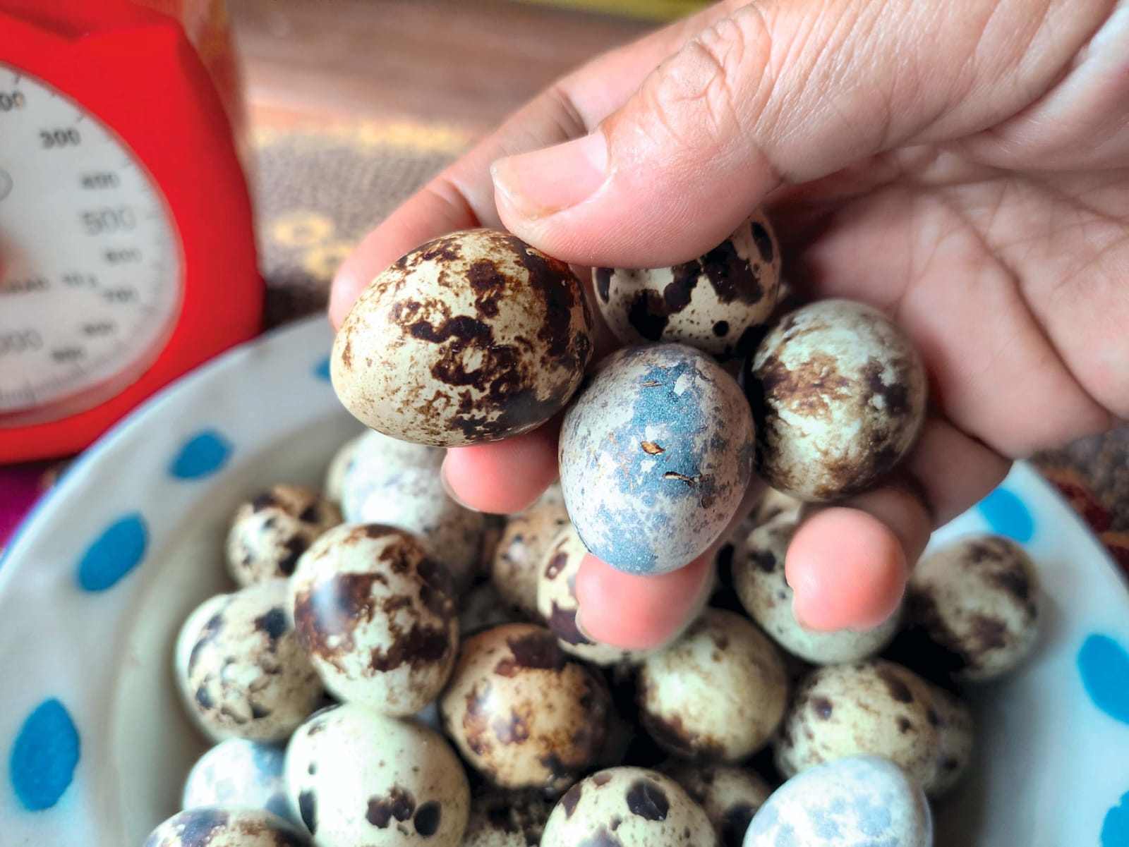 Harga telur puyuh di Tulungagung merosot (SANDY YUWANA/RADAR TULUNGAGUNG)