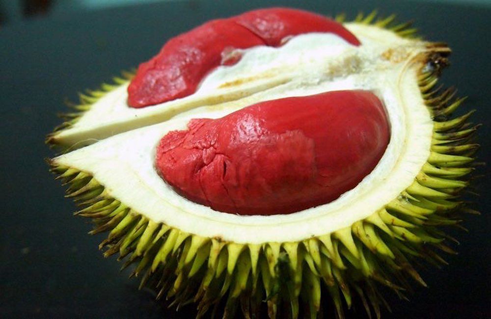 durian merah dari Banyuwangi, Jawa Timur