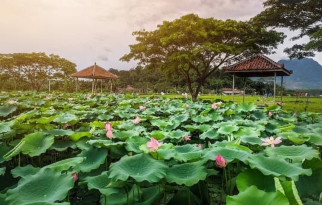 Pemandangan teratai mekar di Telaga Bedalem, Desa Besole, Kecamatan Besuki. (besole. tulungagungdaring.id)