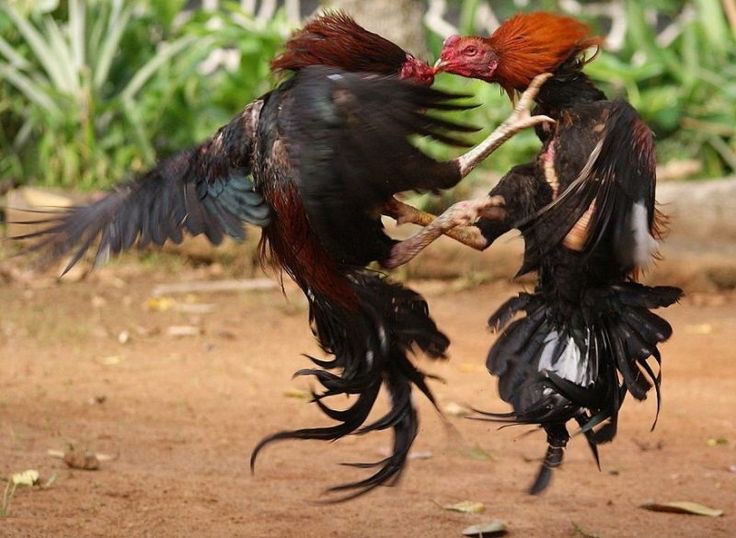 Ayam petarung ini memiliki teknik lengkap dalam laga sabung