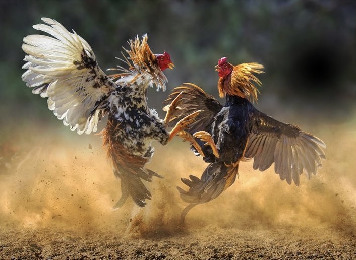 Memiliki kelincahan serta gesit saat bertarung, jenis ayam jago satu ini selangit