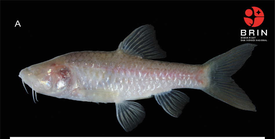 Foto ikan gua buta dari karst Klapanunggal (BRIN)