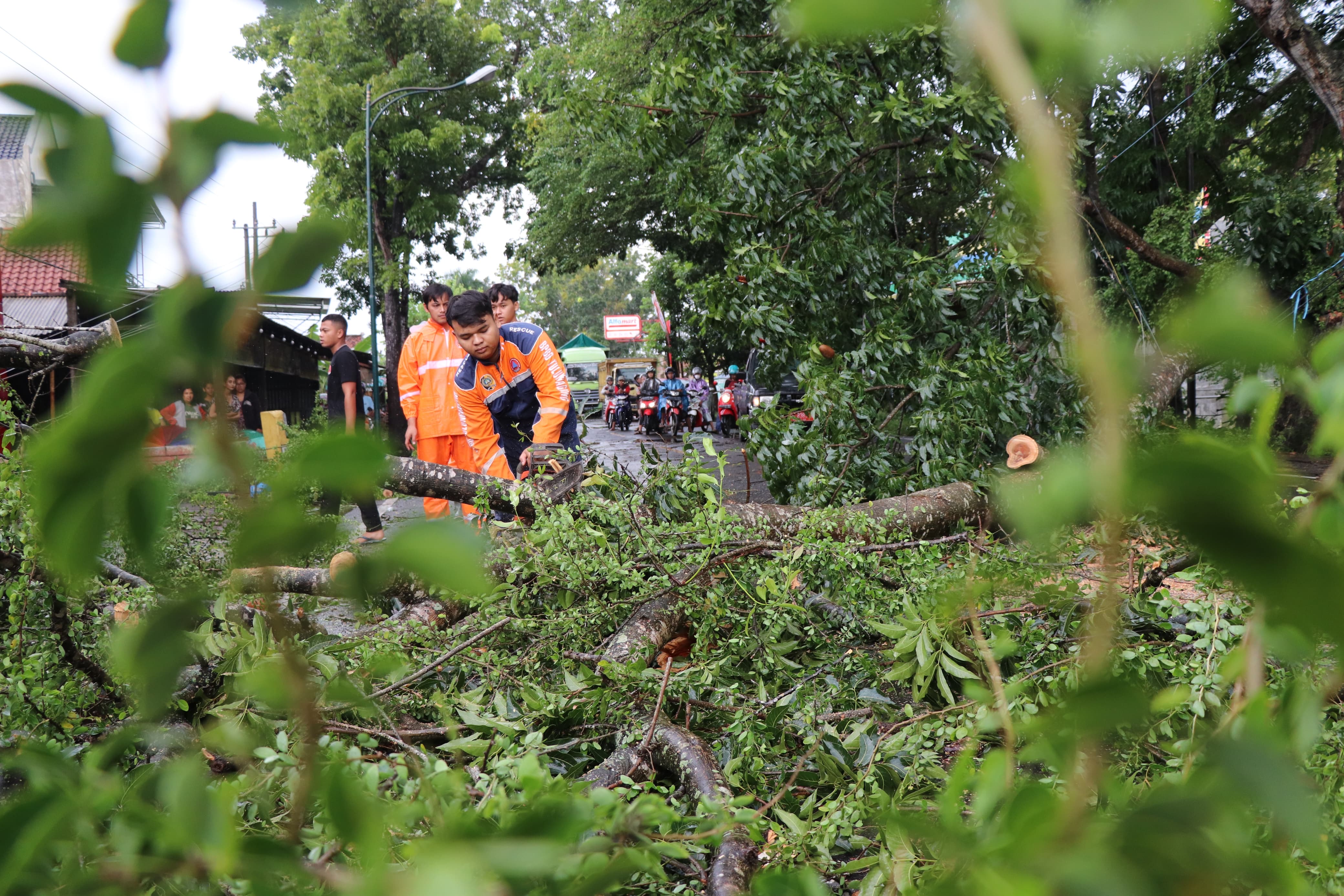 Petugas membersihkan pohon yang tumbang