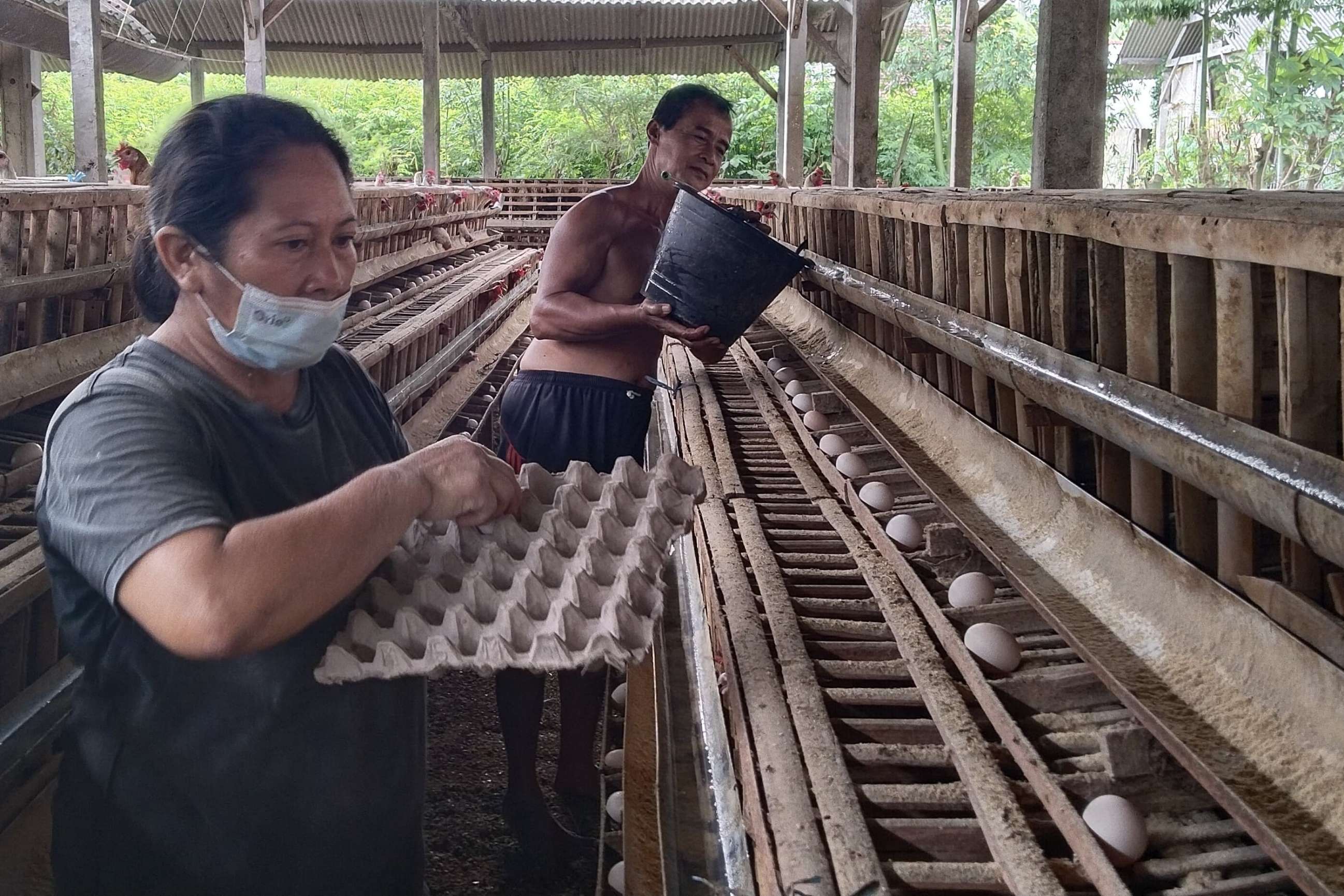 Harga telur ayam Arab di Tulungagung sedang lesu. (SANDY YUWANA/RADAR TULUNGAGUNG)
